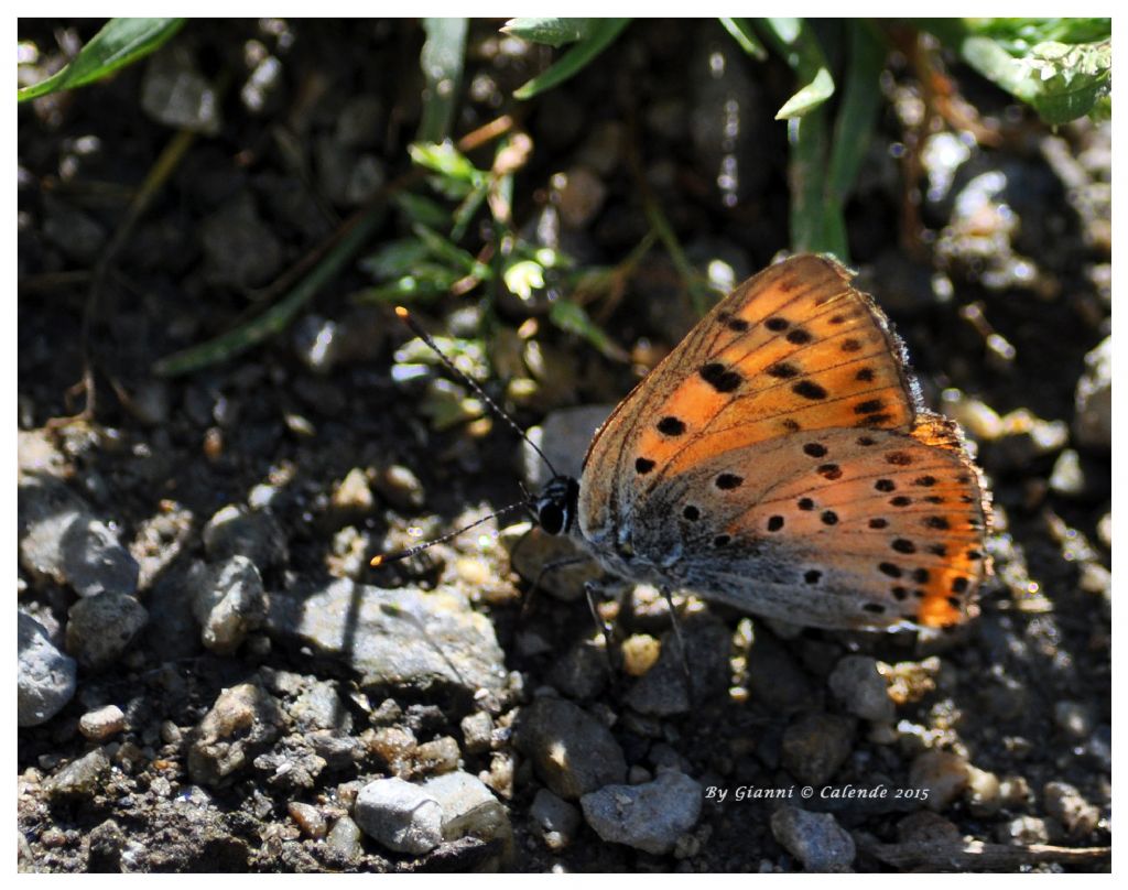 Forse Lycaena phlaeas ?? No, Lycaena alciphron